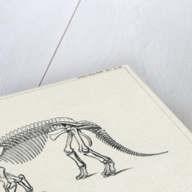 ‘Triceratops prorsus’ by Unknown